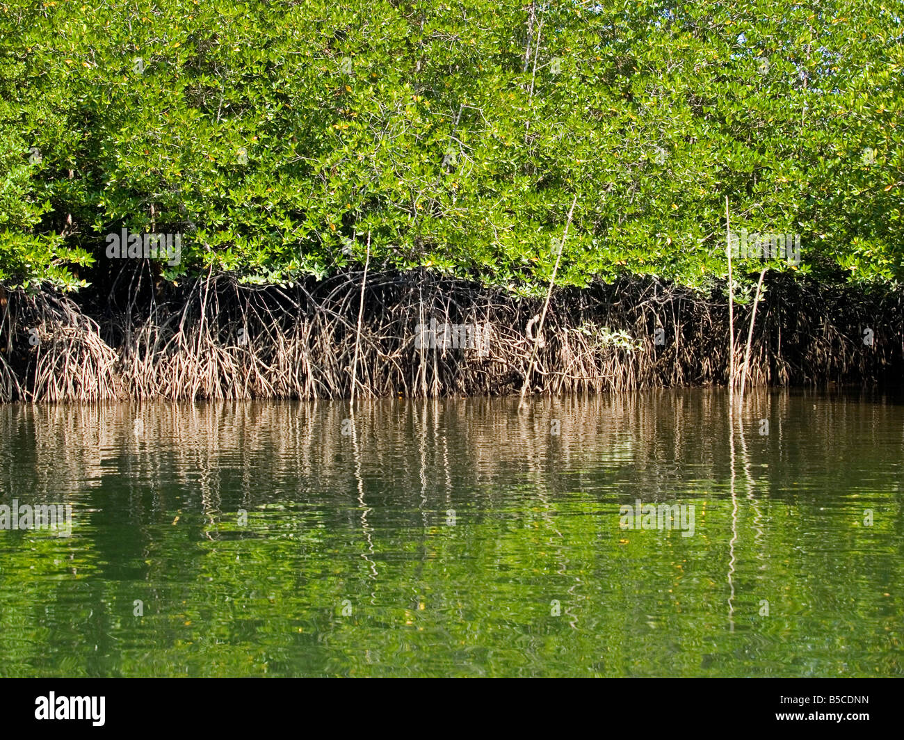 Le paludi di mangrovie nella Baia di Phang Nga nel sud della Thailandia Foto Stock