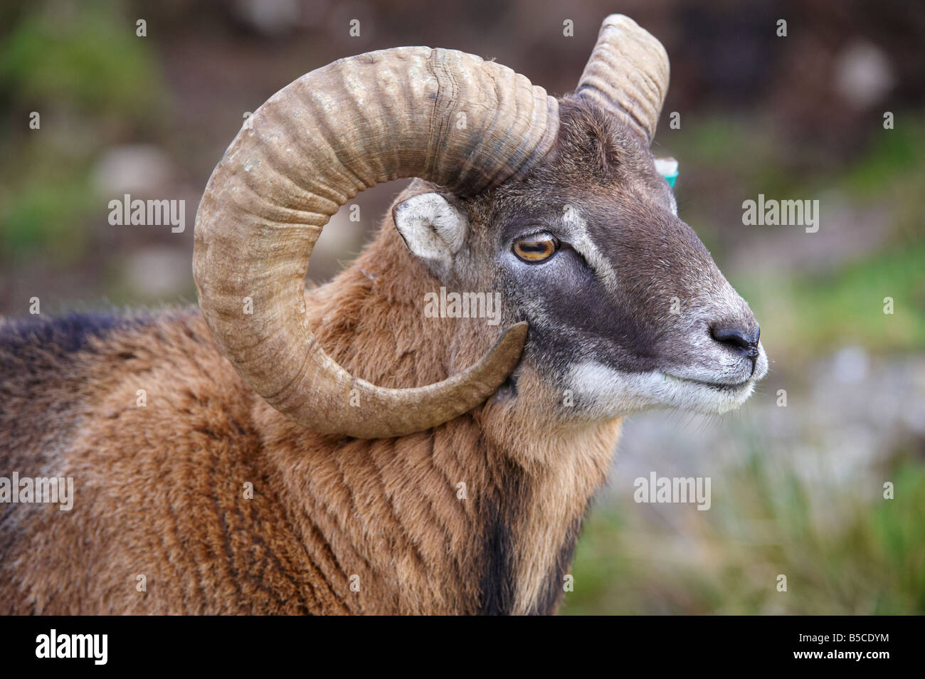 Highland Wildlife Park Scotland Regno Unito Foto Stock