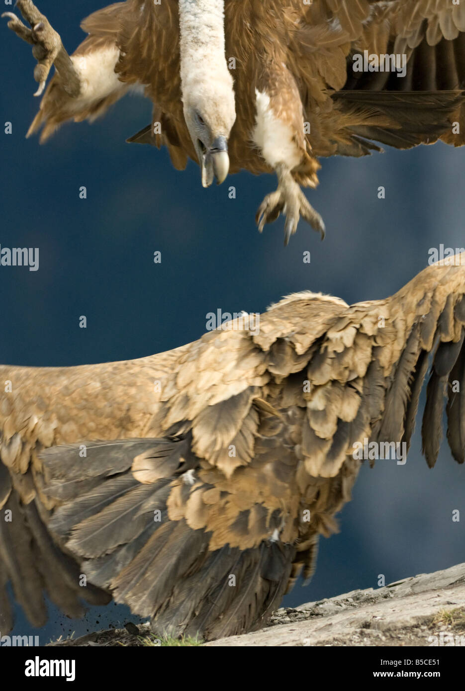 Grifoni, Gyps fulvus e combattimenti Foto Stock
