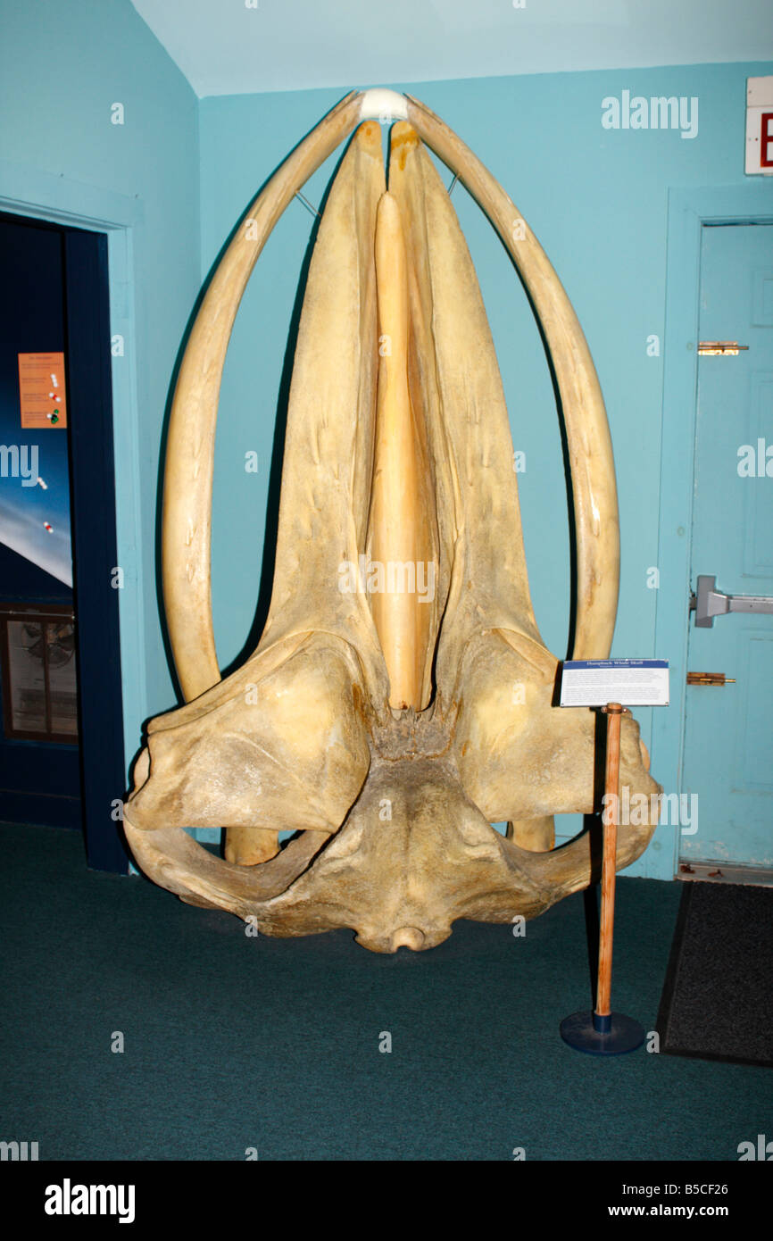 Humpback Whale cranio nel Bar Harbor museo della balena in Bar Harbor, Maine Foto Stock