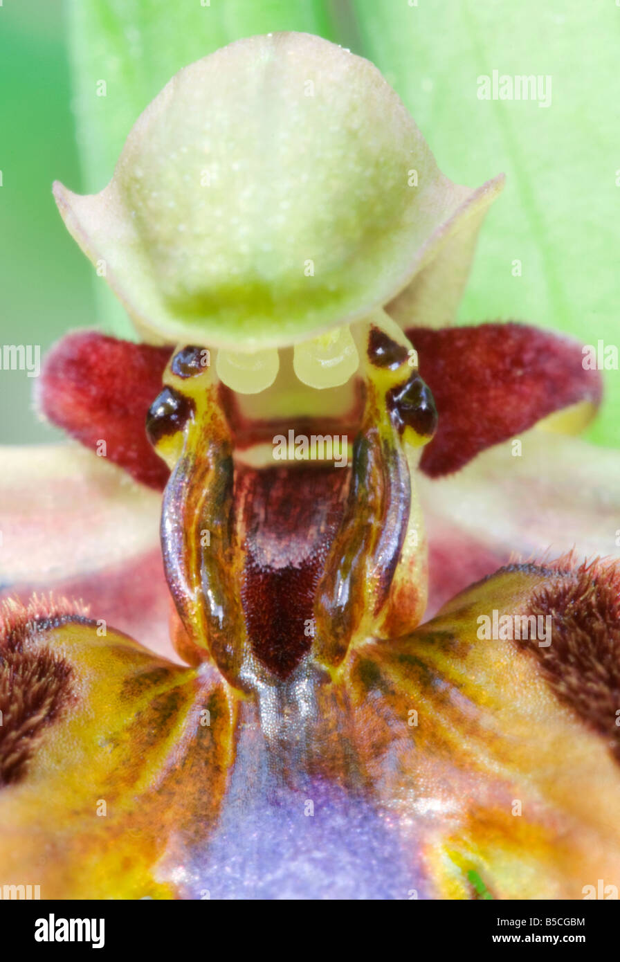 Il mirroring di Ophrys , Specchio , Orchidee Ophrys speculum Foto Stock