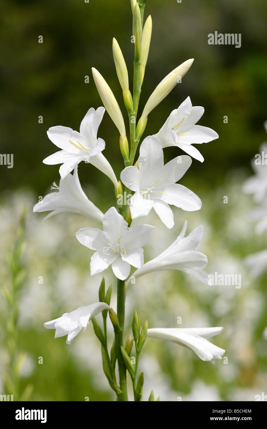 Arderne White Bugle Lily (Watsonia spp) - Kirstenbosch National Botanical Gardens Cape Town, Sud Africa Foto Stock