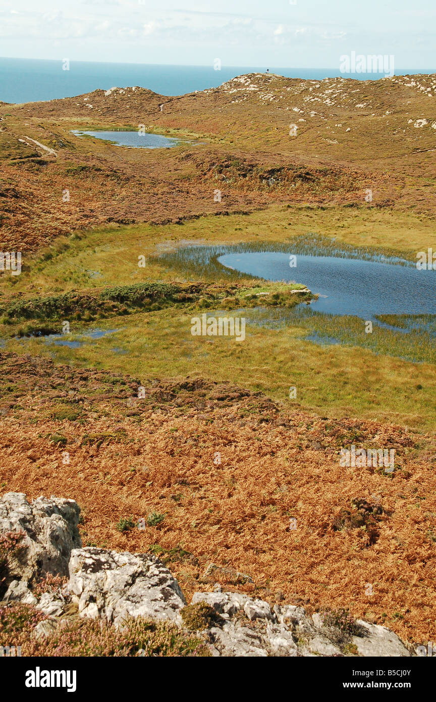 Brughiera su South Stack, Anglesey nel Galles Inghilterra REGNO UNITO Foto Stock