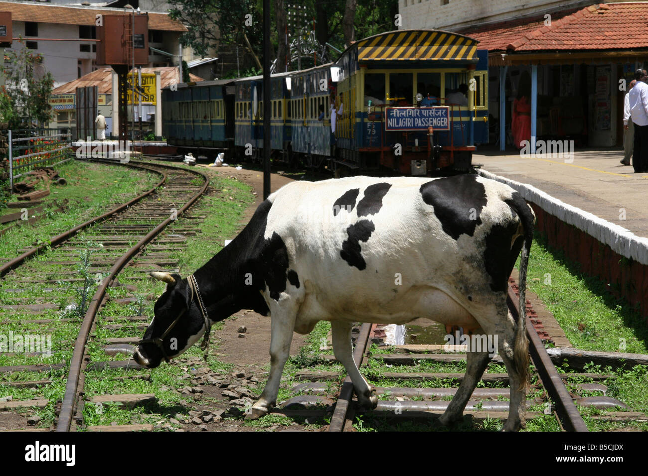 Una mucca attraversa le rotaie alla stazione Coonoor, India. Foto Stock