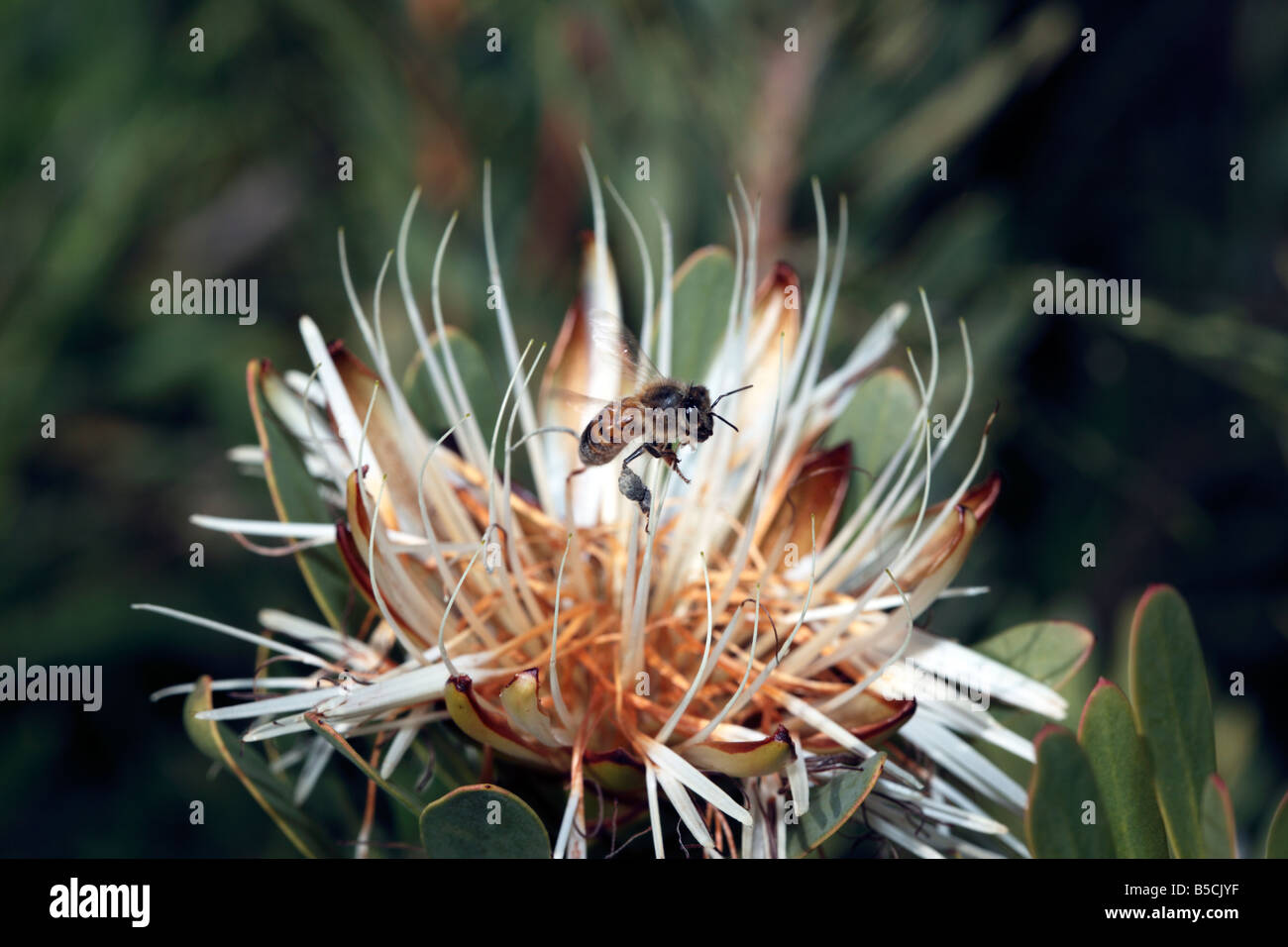 Il miele delle api scomposizione il polline di un fiore Protea spike- Apis mellifera e la Protea neriifolia - Famiglia Proteaceae Foto Stock