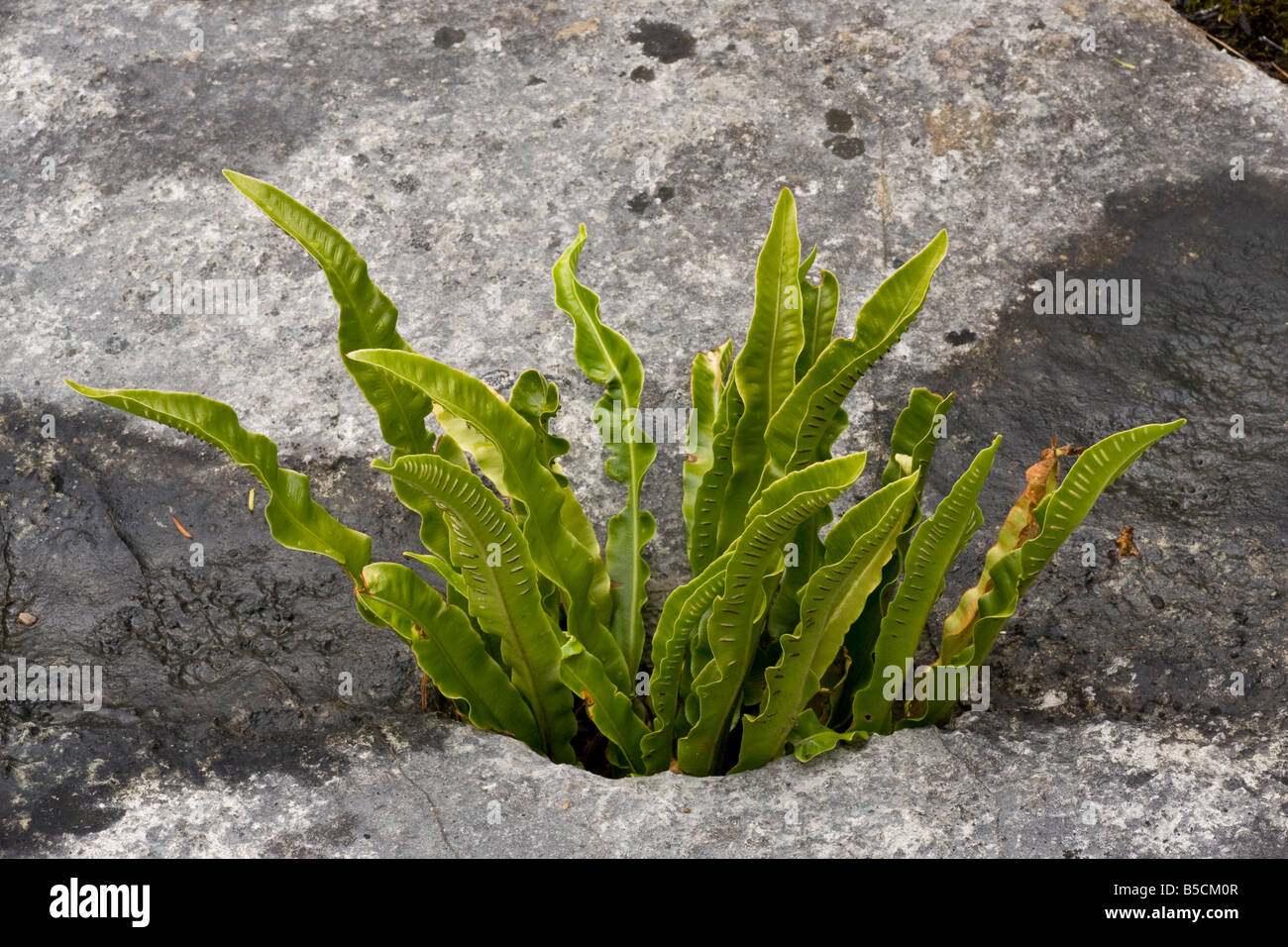 Hart felce lingua Phyllitis scolopendrium crescendo in un gryke bocchetta a lancia nella pavimentazione di pietra calcarea Cumbria Foto Stock