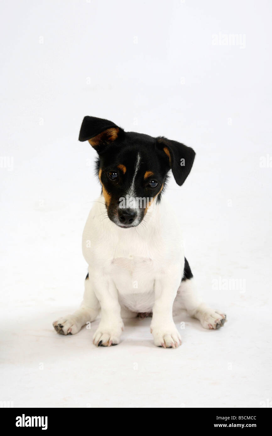 Jack Russell Terrier cucciolo di 4 mese tricolore Foto stock - Alamy