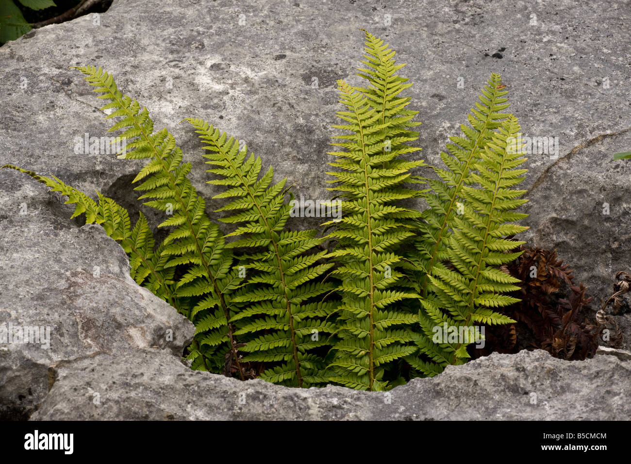 Schermo rigido fern Polystichum aculeatum crescendo in un gryke nella pavimentazione di pietra calcarea Gait carriole NNR Cumbria Foto Stock