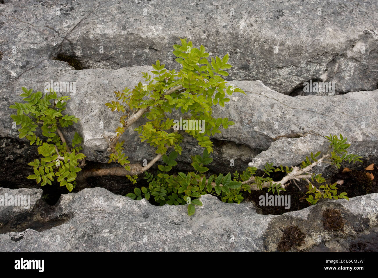 Molto dwarf frassino Fraxinus excelsior in crescita in un gryke bocchetta a lancia nella pavimentazione di pietra calcarea Gait carriole NNR Cumbria Foto Stock