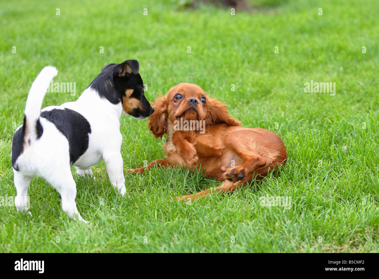 Jack Russell Terrier e Cavalier King Charles Spaniel cuccioli rubino 4 mese  comportamento sottomesso Foto stock - Alamy