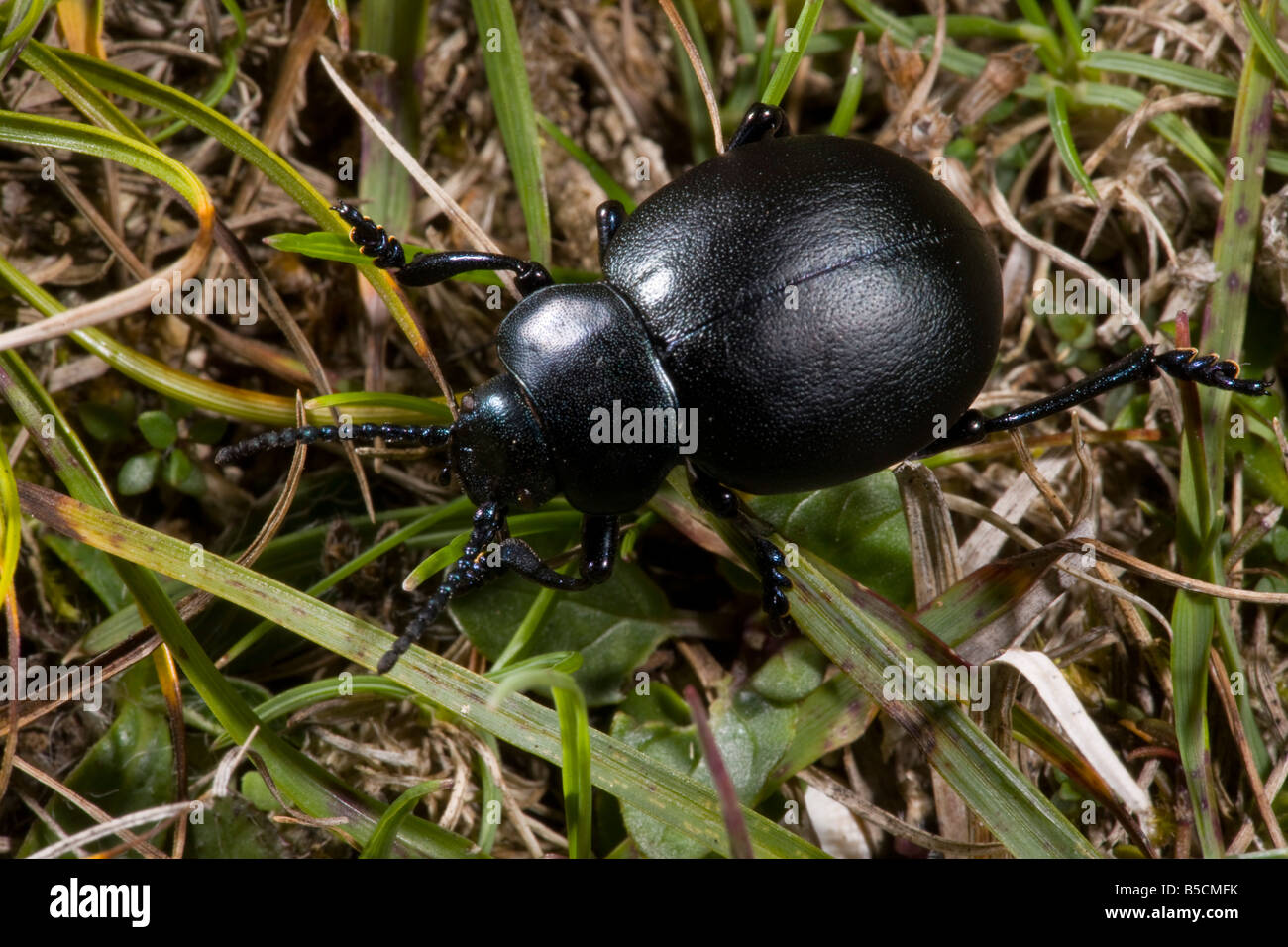 Becchi sanguinosa Beetle Timarcha tenebricosa su chalk downland Hants Foto Stock