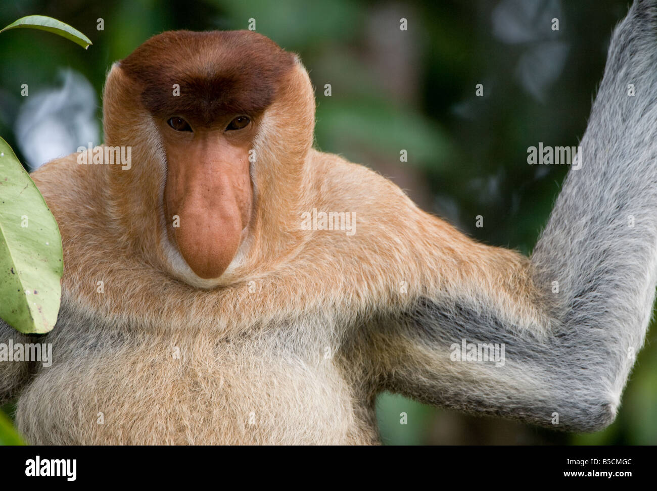 Proboscide di scimmia (Nasalis larvatus) affacciato sul fiume Sekonyer in Tanjung messa National Park, Borneo Kalimantan, Indonesia Foto Stock
