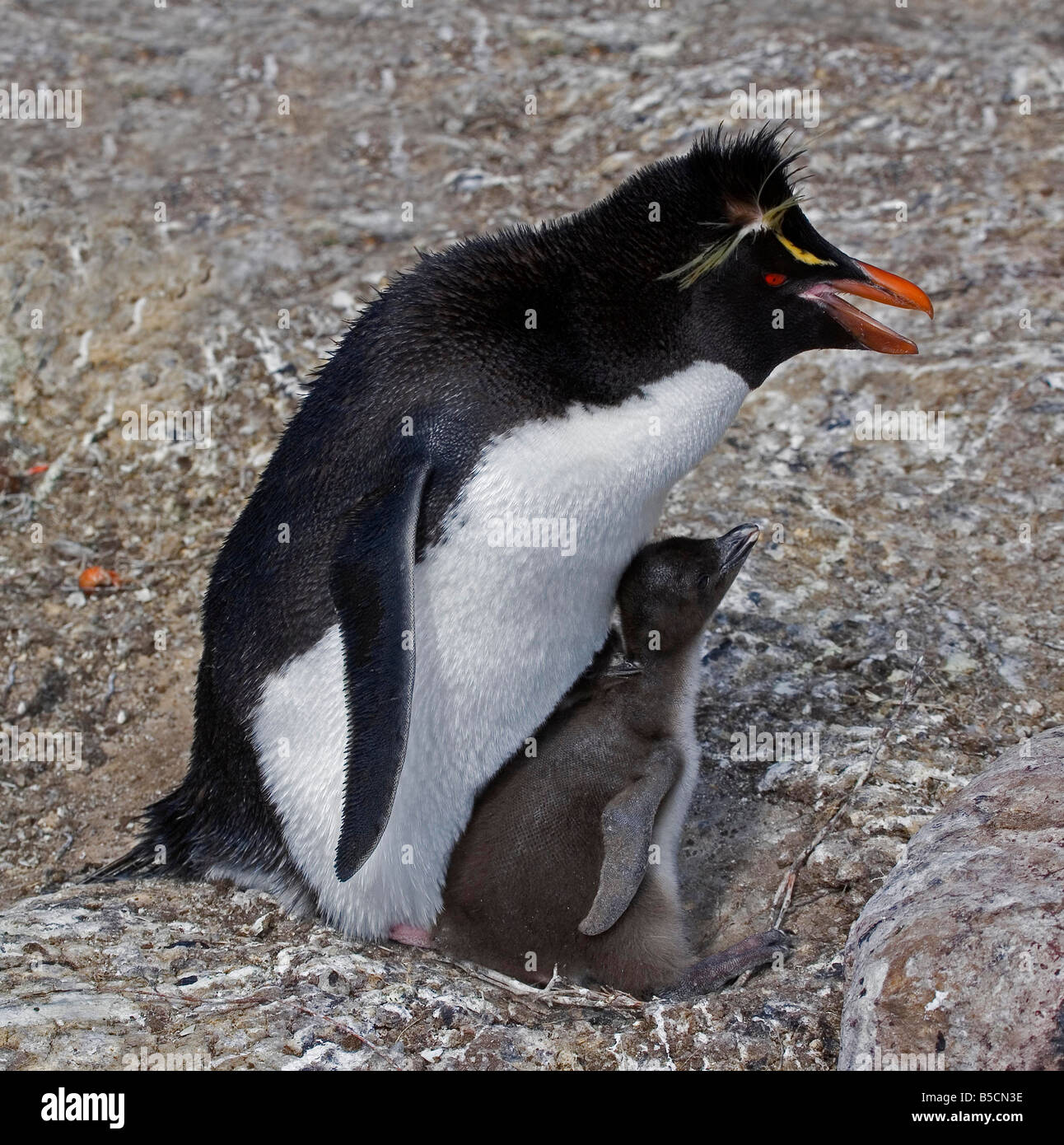 Pinguino saltaroccia famiglia Foto Stock