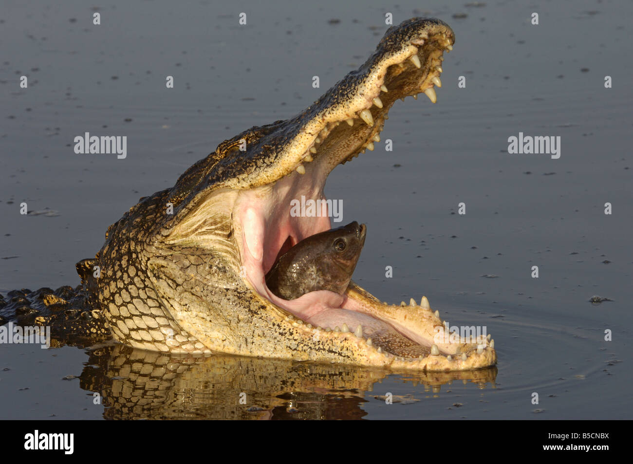 Alligatore Mangiare Un Pesce Persico Del Nilo Foto Immagine Stock
