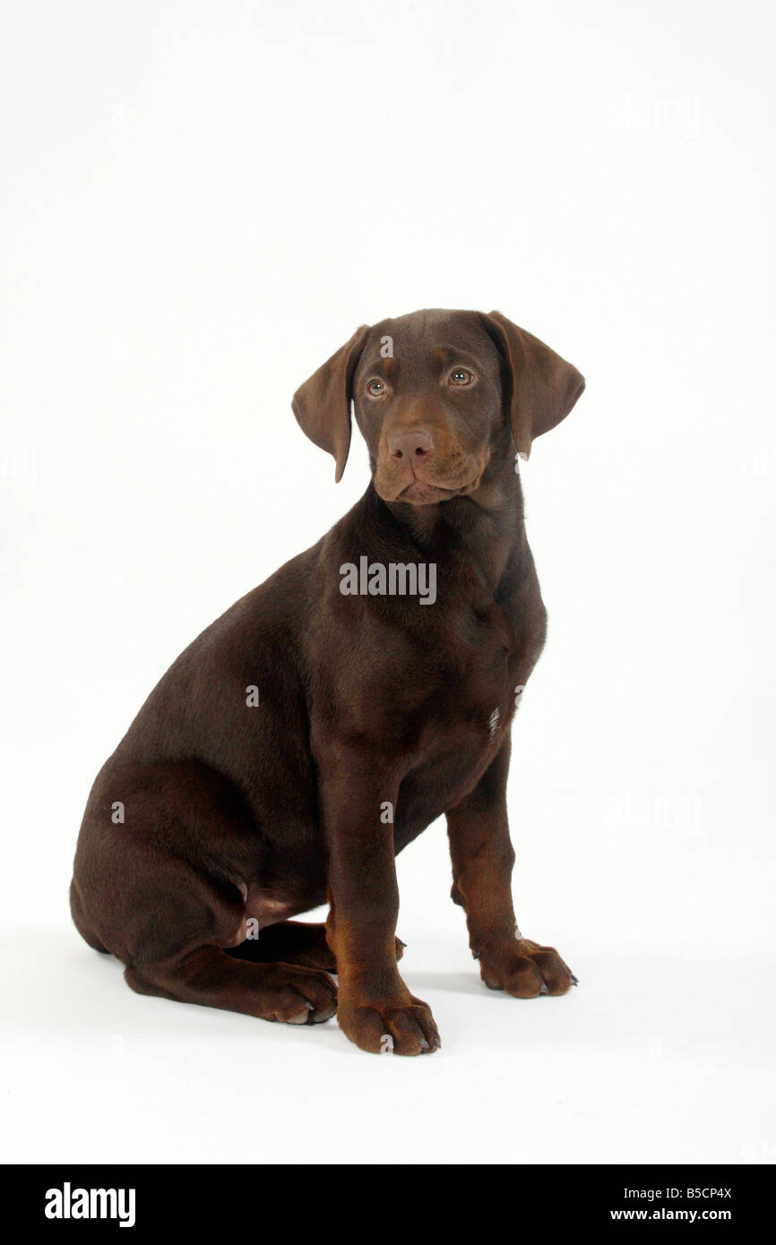 Il Labrador Retriever cucciolo 11 settimane Foto Stock