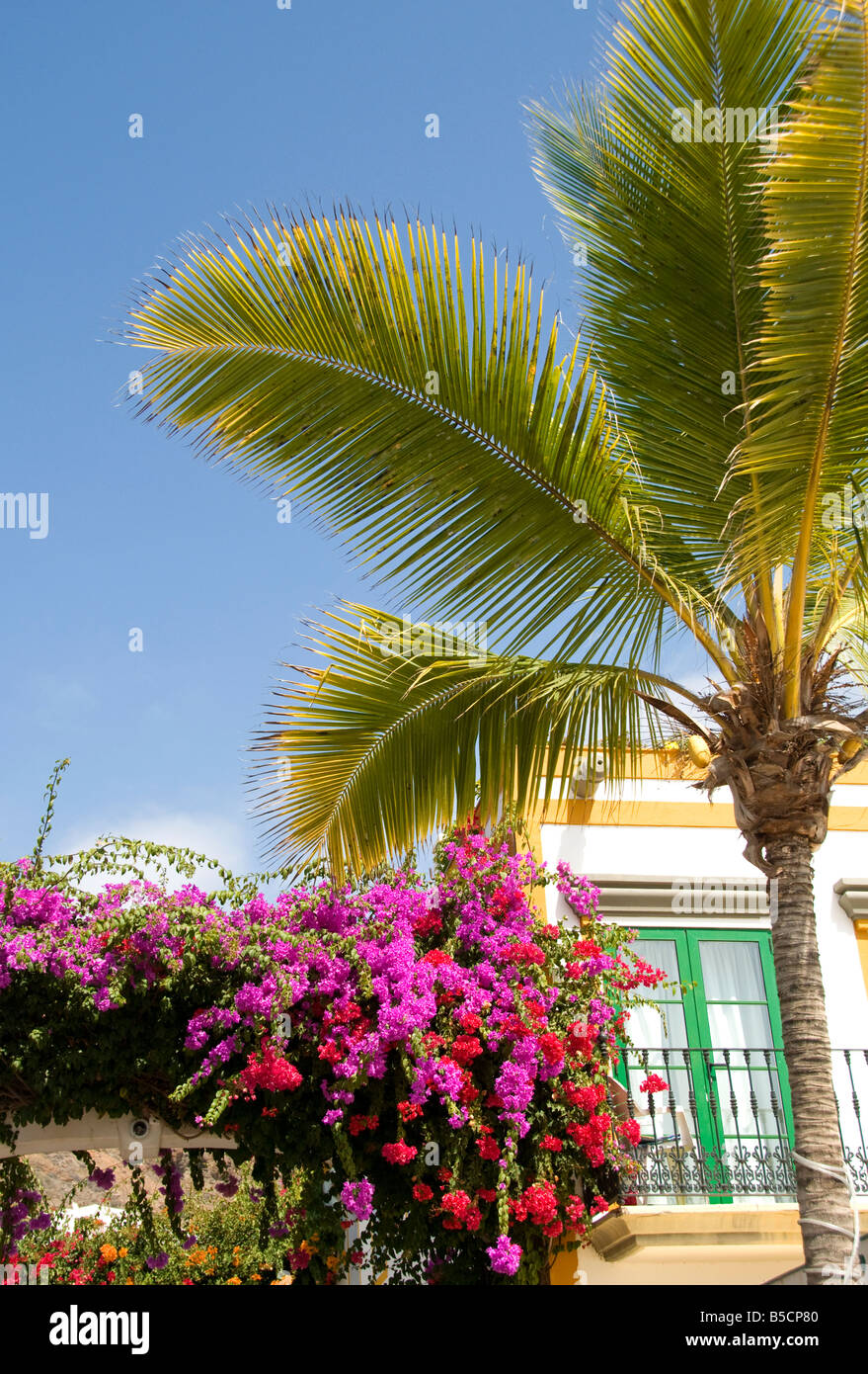 Bouganville e Palm tree al di fuori di vacanza di lusso villa nel resort di Puerto de Mogan in Gran Canaria Isole Canarie Spagna Foto Stock