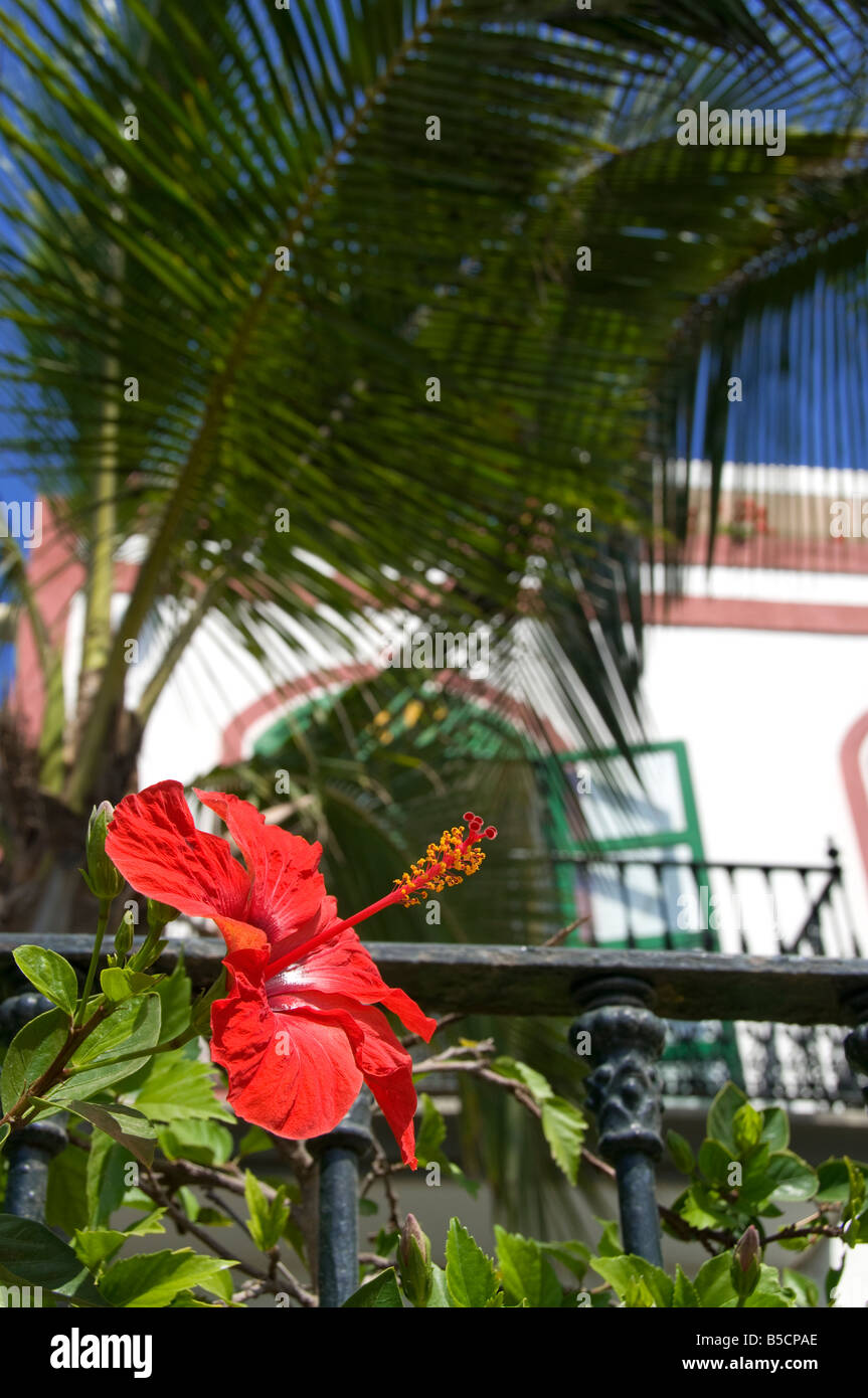 Rosso di Hibiscus rosa-sinensis palme vacanza villa impostazione luxury resort di Puerto de Mogan in Gran Canaria Isole Canarie Spagna Foto Stock