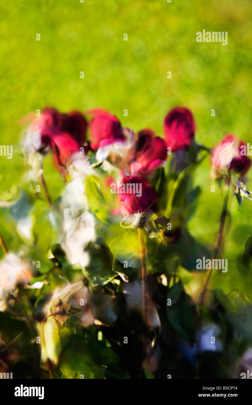 Un mazzetto di rosso rosebuds contro uno sfondo verde. Foto Stock