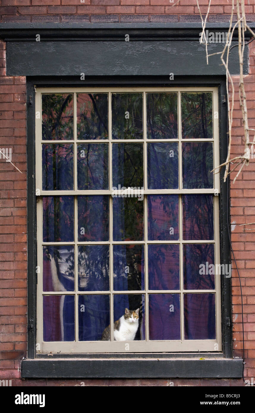 Gatta Calico in seduta Widowsill della casa anziani a guardare il mondo esterno Louisville Kentucky Foto Stock
