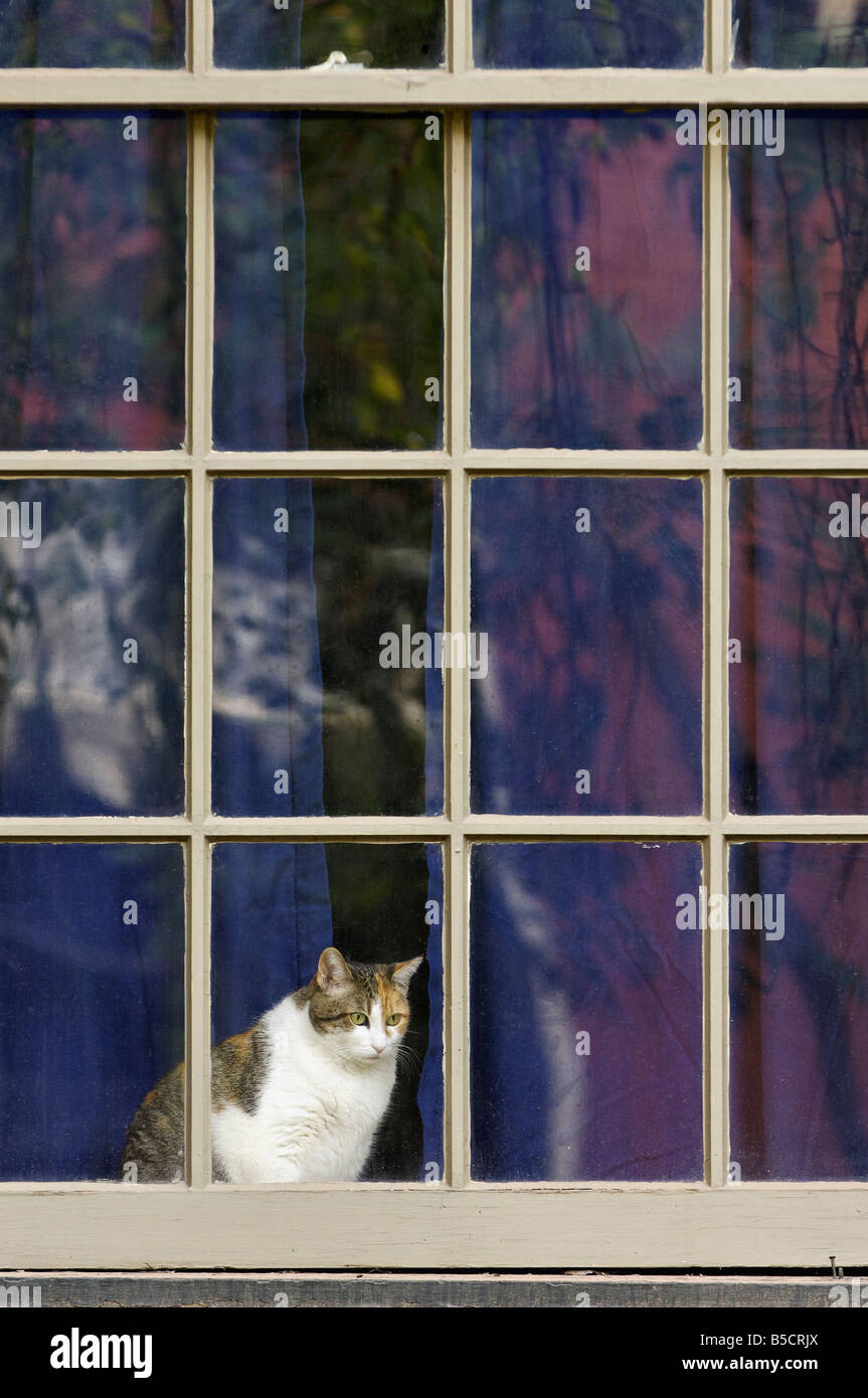 Gatta Calico in seduta Widowsill della casa anziani a guardare il mondo esterno Louisville Kentucky Foto Stock