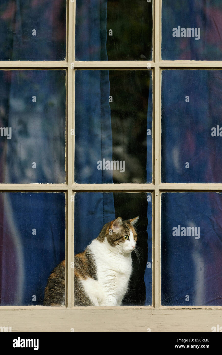 Gatta Calico in seduta Widowsill della casa anziani a guardare il mondo esterno Louisville Kentucky Foto Stock