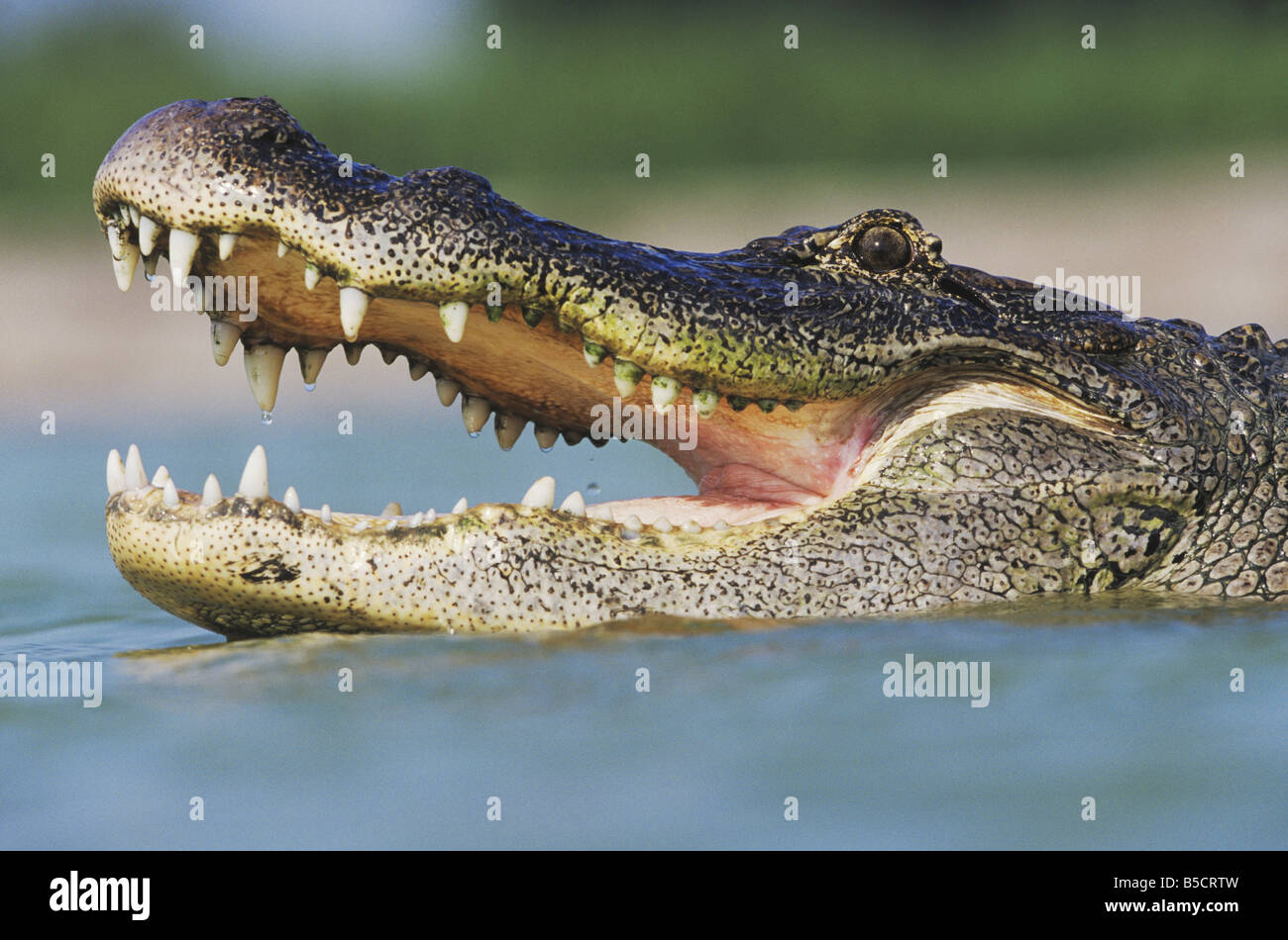 American Alligator Alligator mississipiensis adulto bocca aperta Rio Grande Valley Texas USA Foto Stock