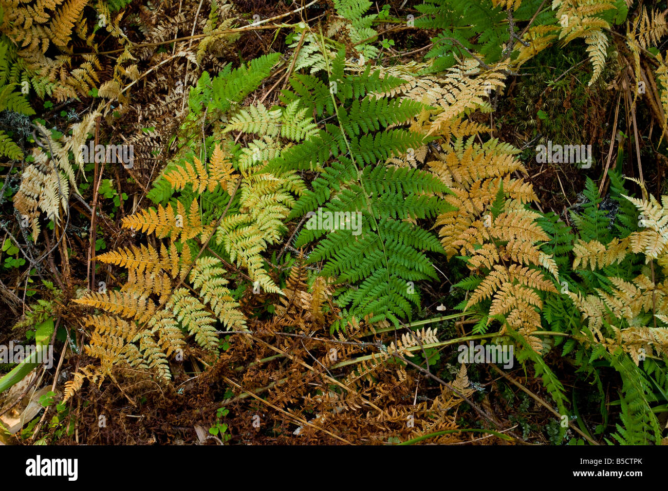 Ampia Buckler di felce Dryopteris dilatata fronde in autunno la Romania Foto Stock