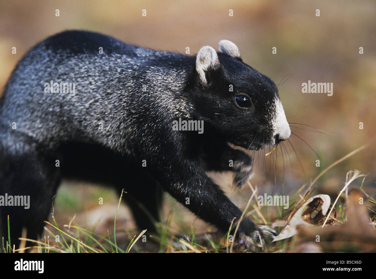 Eastern Fox Squirrel Sciurus niger adulto scavare per cibo Raleigh Wake County North Carolina USA Foto Stock