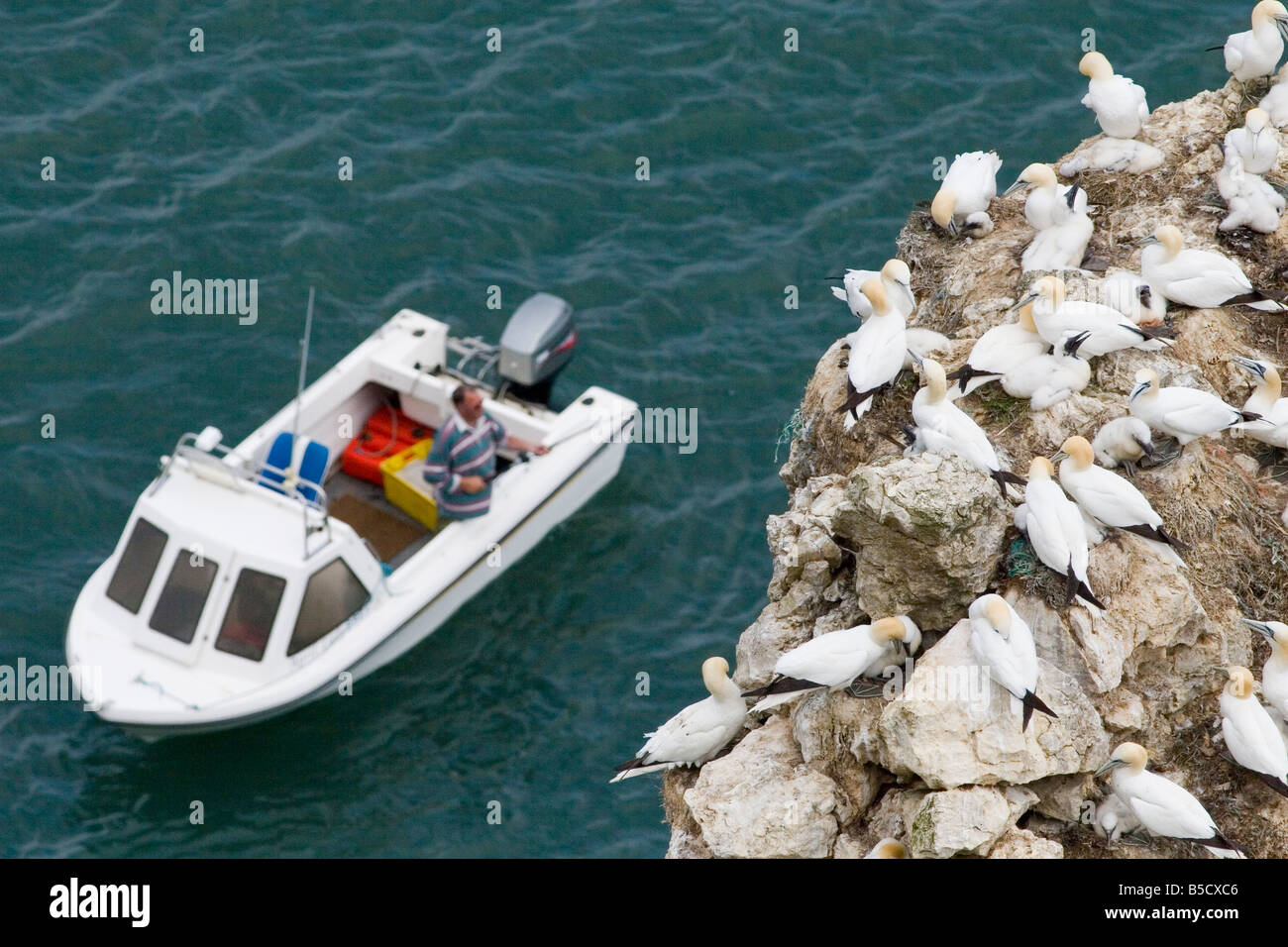 Gannett - Sula bassana con il pescatore in background Foto Stock