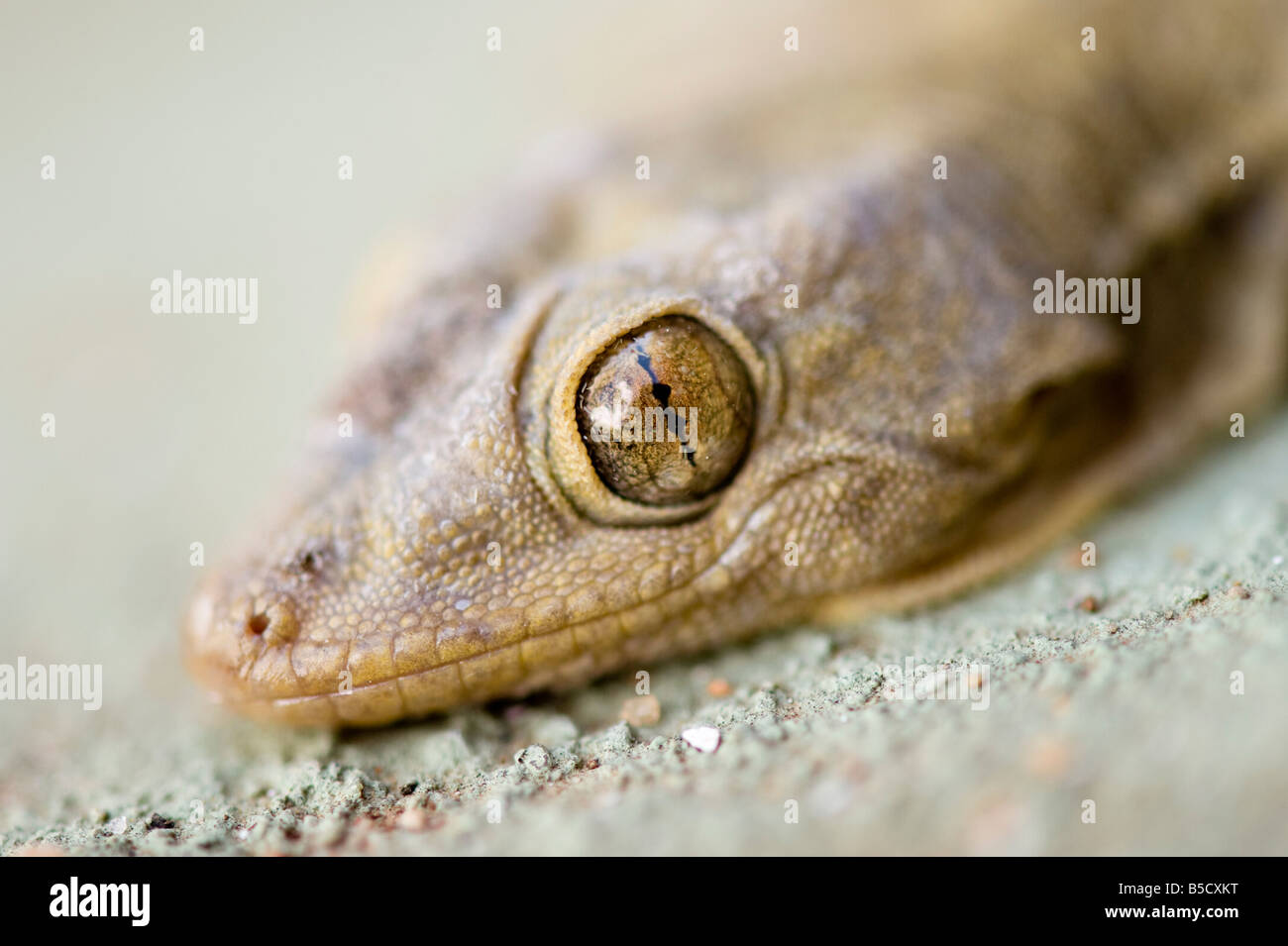 Gecko indiano di testa. India Foto Stock