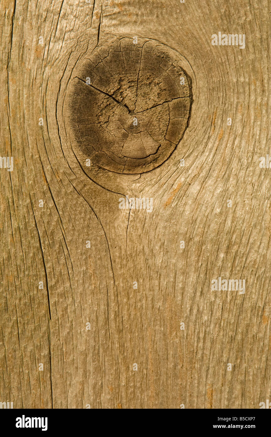 Nodo nella recinzione di legno Foto Stock