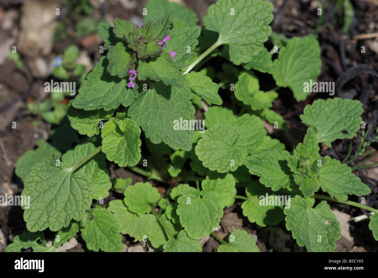 RED DEAD ORTICA Lamium purpureum CLOSE UP DI IMPIANTO Foto Stock