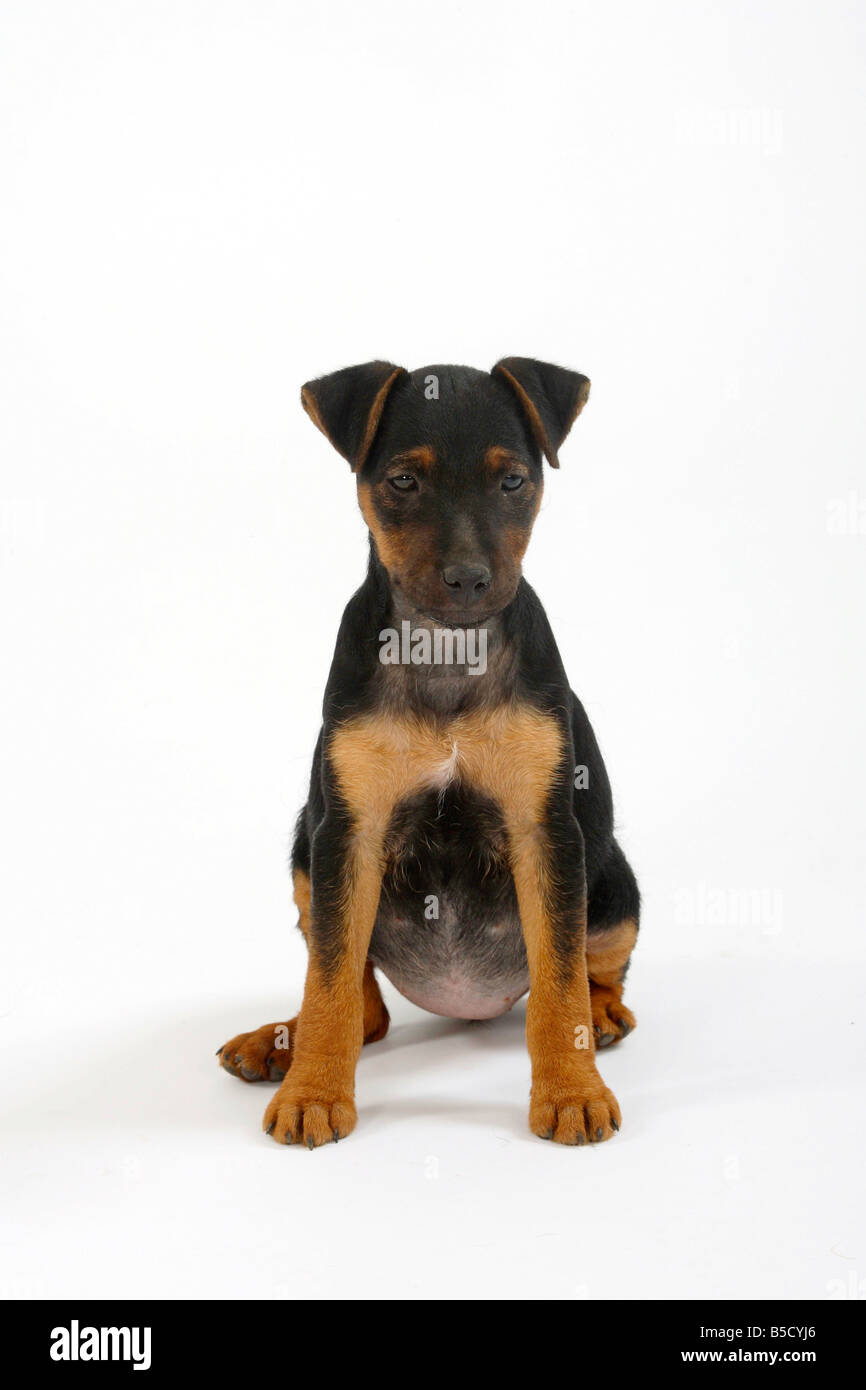 Il tedesco caccia Terrier cucciolo di 8 settimane Foto Stock