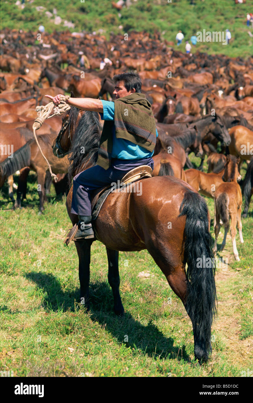 Uomo a cavallo nel Festival Curros quando i cavalli selvatici sono pilotati in stalle nelle colline a sud est di Bayona in Galizia Foto Stock