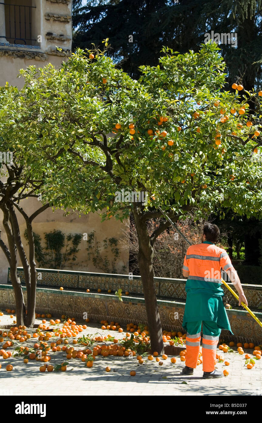 Gardners rimozione arance mature da alberi nei giardini del Real Alcazar, quartiere Santa Cruz di Siviglia, in Andalusia, Spagna Foto Stock
