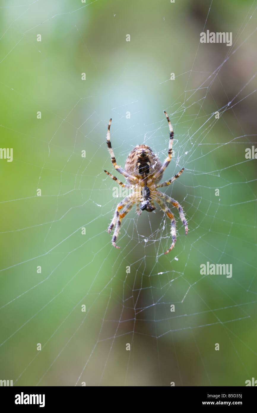 Giardino Spider Araneus diadematus sul suo sito web con un oggetto di preda Foto Stock