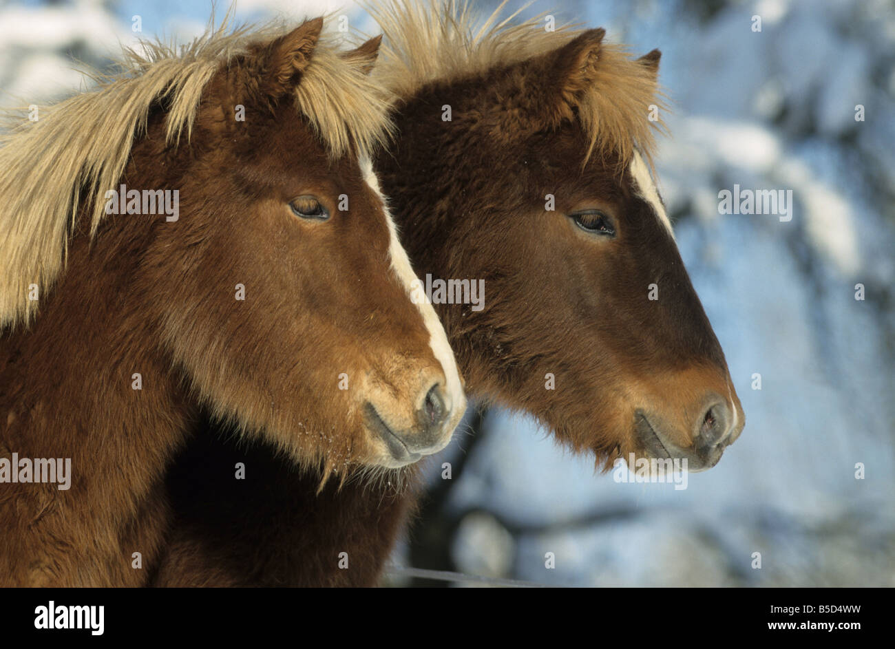 Cavallo islandese (Equus caballus), due individui in cappotto invernale su un prato Foto Stock