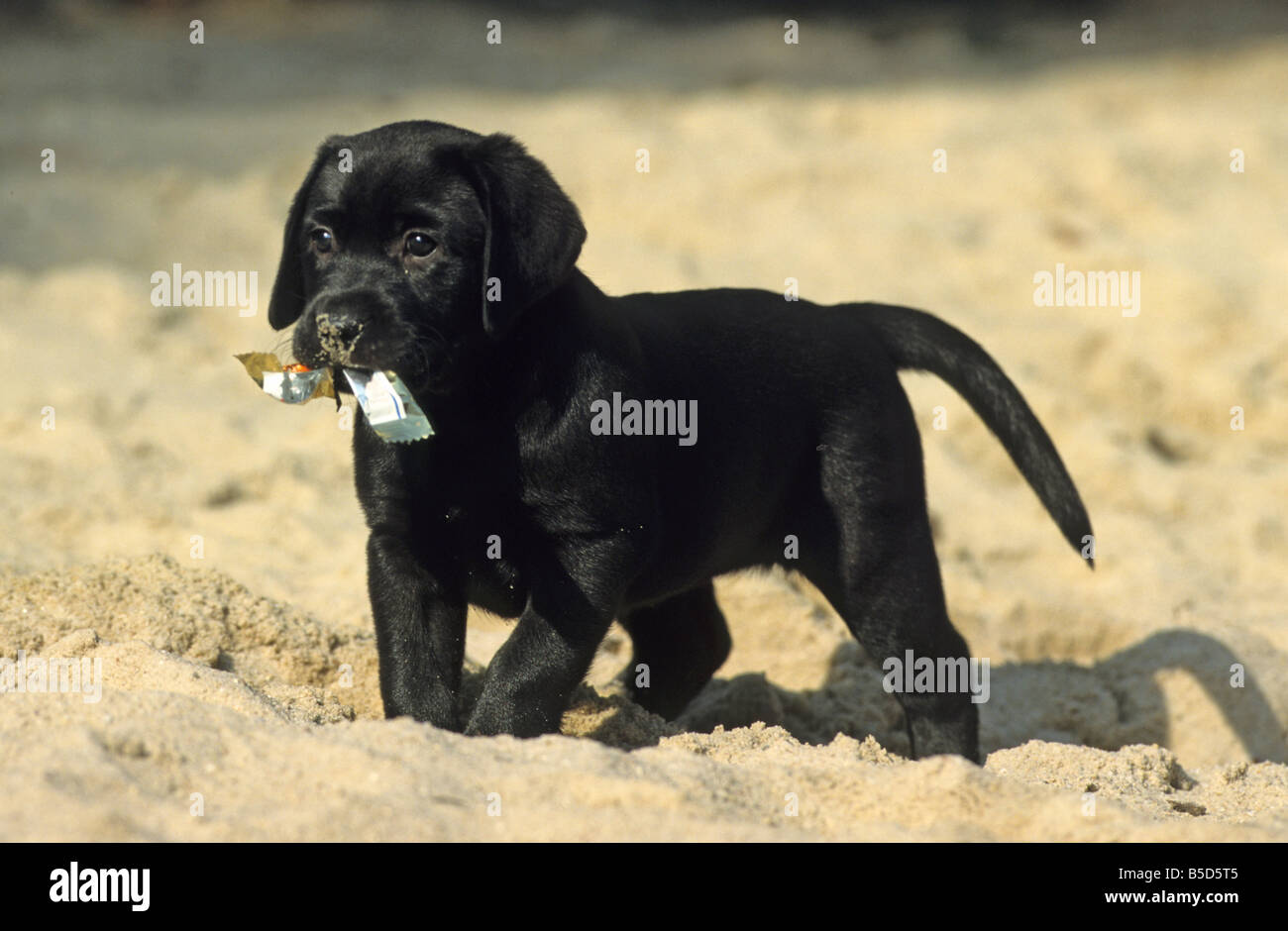 Il Labrador Retriever (Canis lupus familiaris), cucciolo nero permanente sulla sabbia con un involucro vuoto nella sua bocca Foto Stock