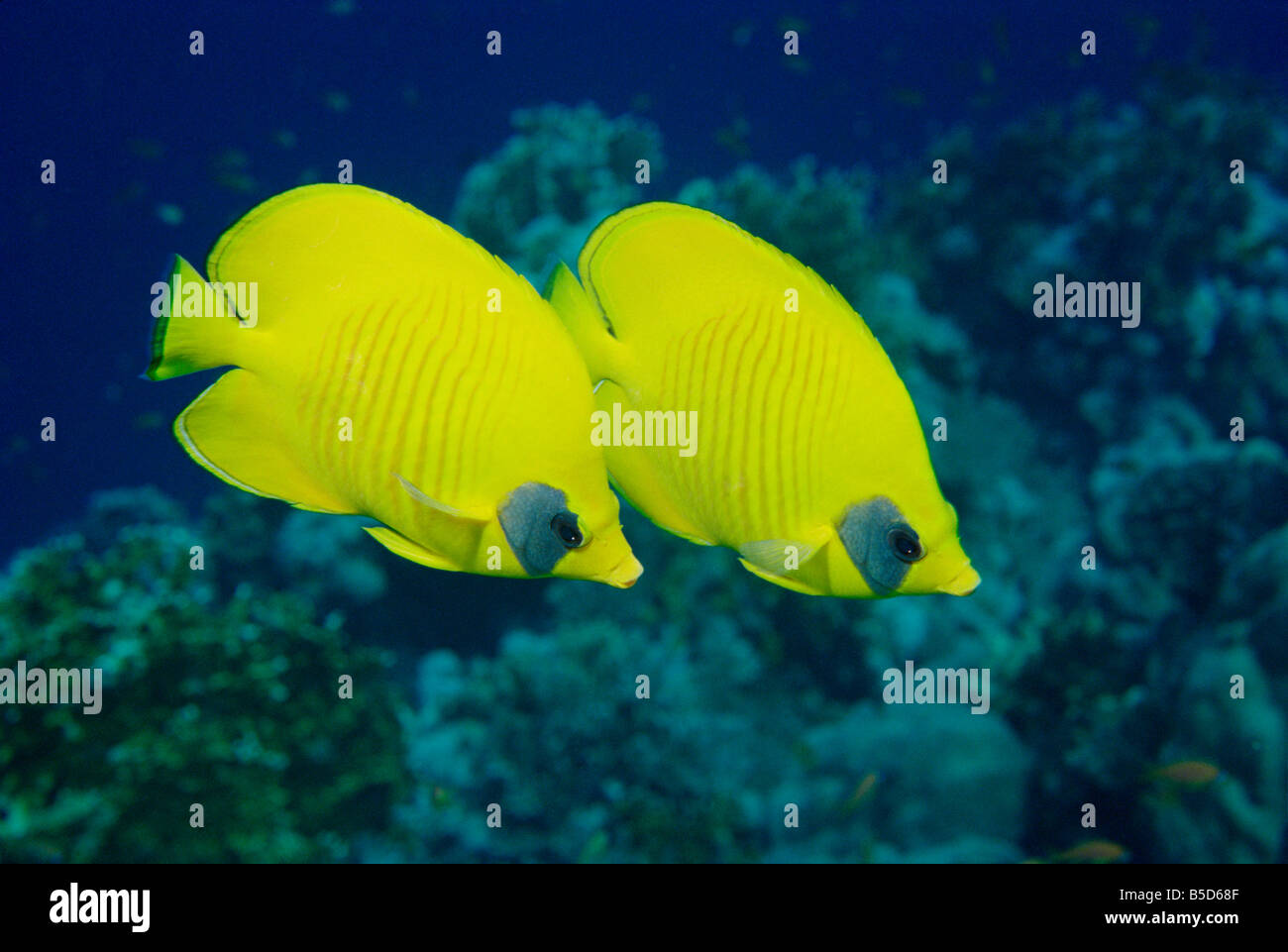 Coppia di pesci farfalla (Chaetodon Senilarvatus), Mar Rosso, Sudan, Africa Foto Stock