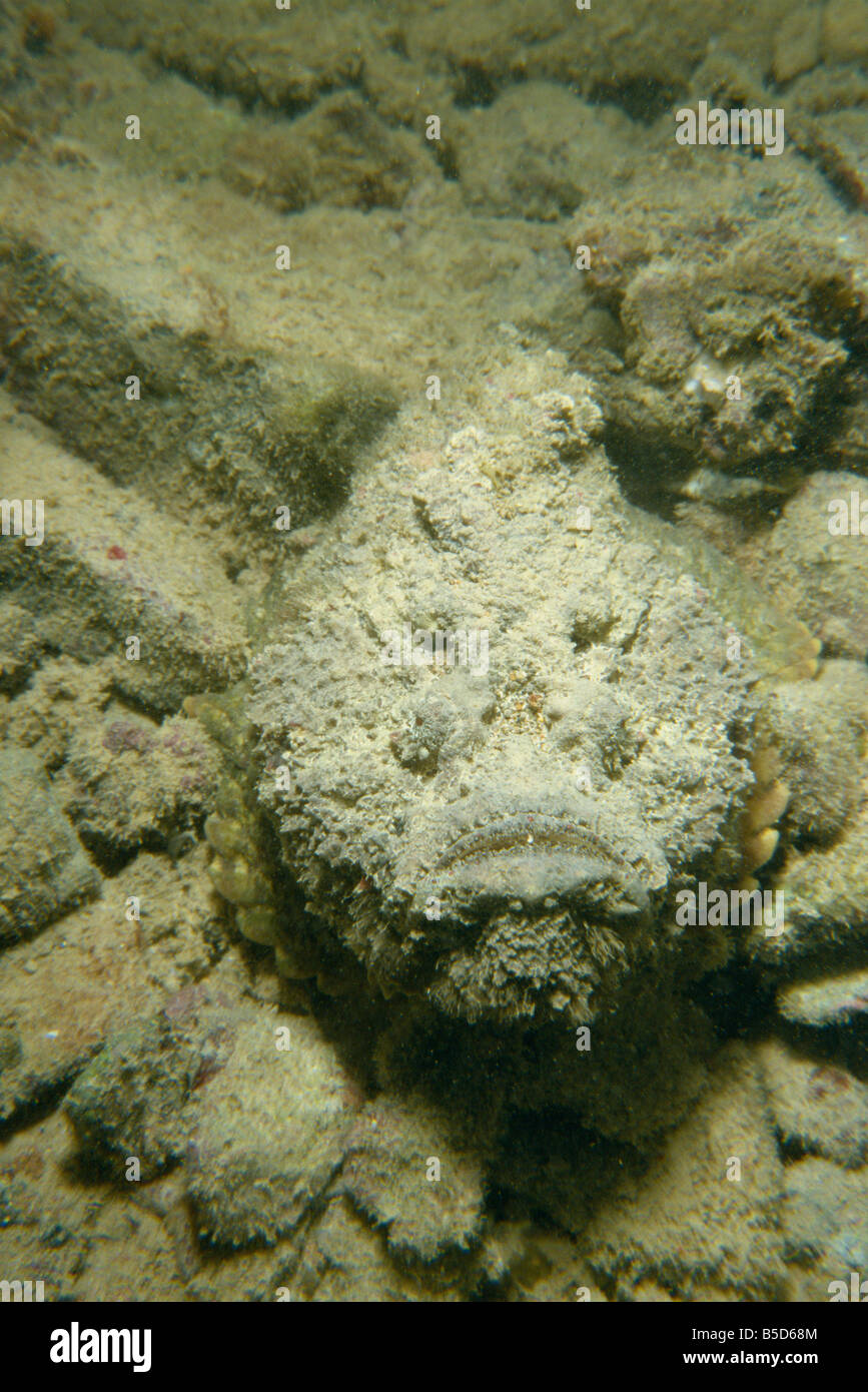 Mimetizzati pesce pietra (Synanceia verrucosa), Mar Rosso, Sudan, Africa  Foto stock - Alamy