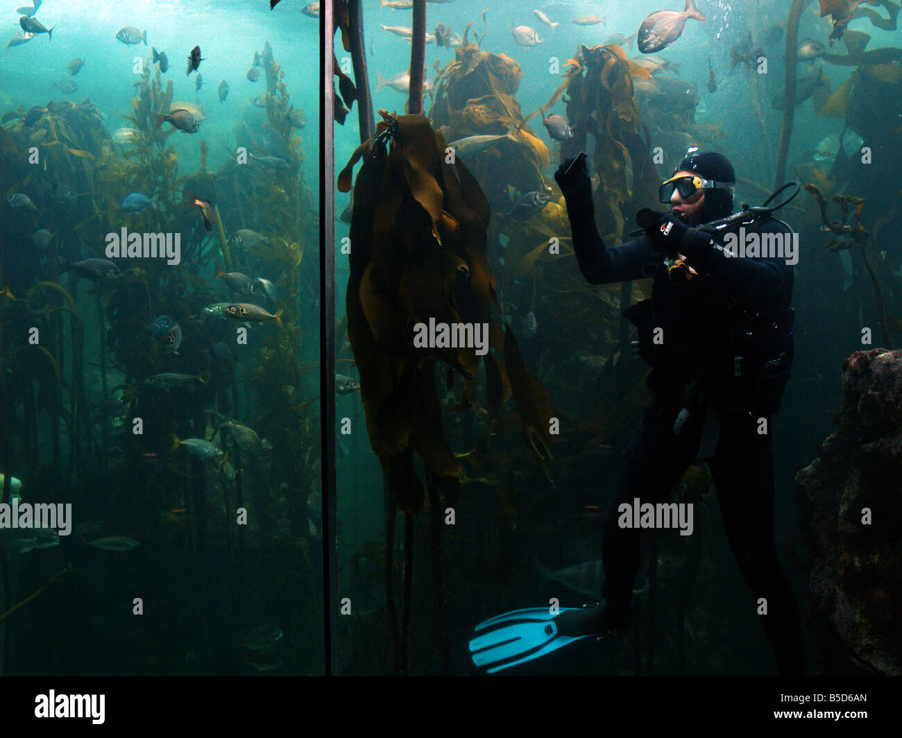 Sud Africa, Cape Town, acquario, subacqueo Foto Stock