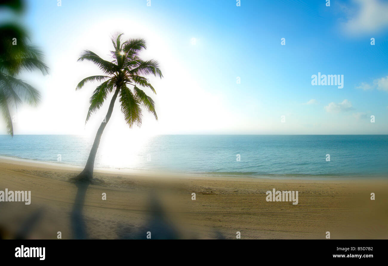Trasognata sfocata Palm Tree in paradiso, Key West Florida USA Foto Stock