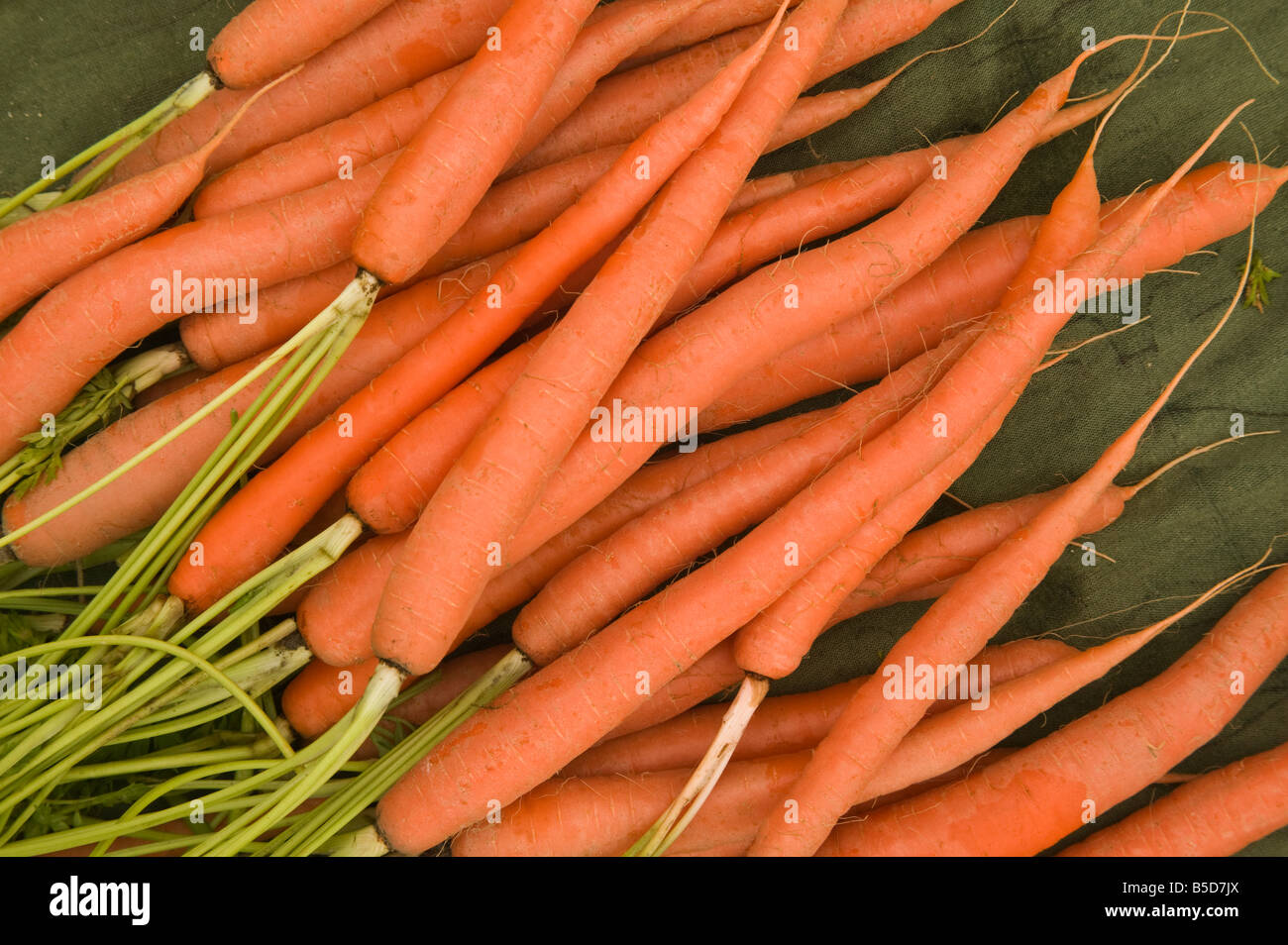 Appena raccolto le carote con verdi. Foto Stock
