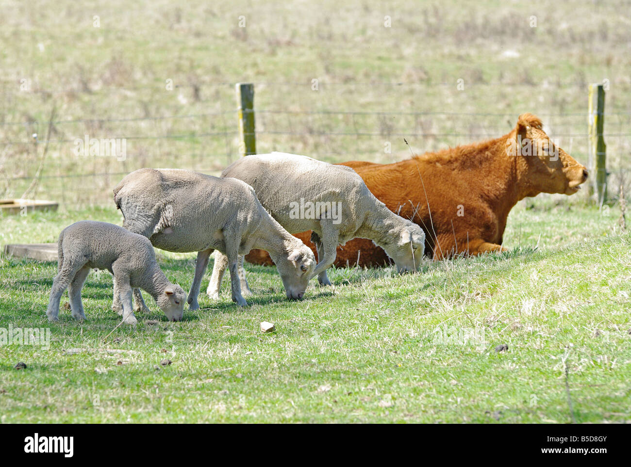 Grande immagine di tre pecore e una mucca in fattoria Foto Stock