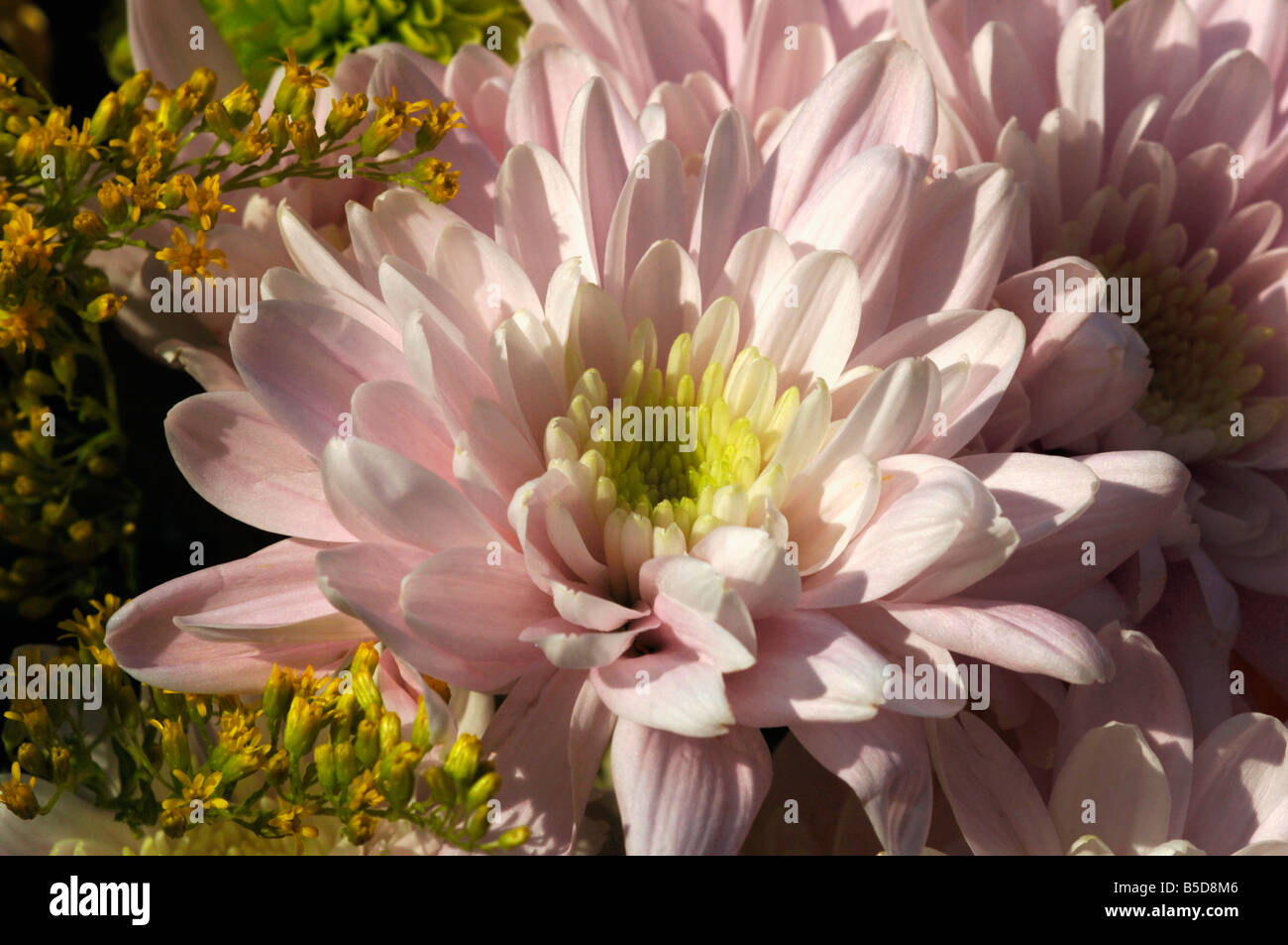 Una variazione di crisantemo fiori Foto Stock