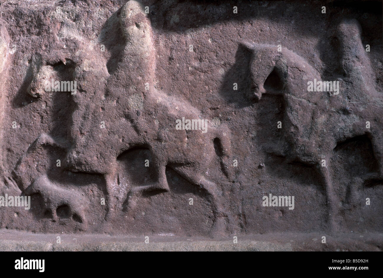 I piloti con alta-stepping cavalli e hound, Meigle nÂ°11 (dettaglio), Pictish Meigle Museum, vicino a Forfar, Angus, Scozia, Europa Foto Stock