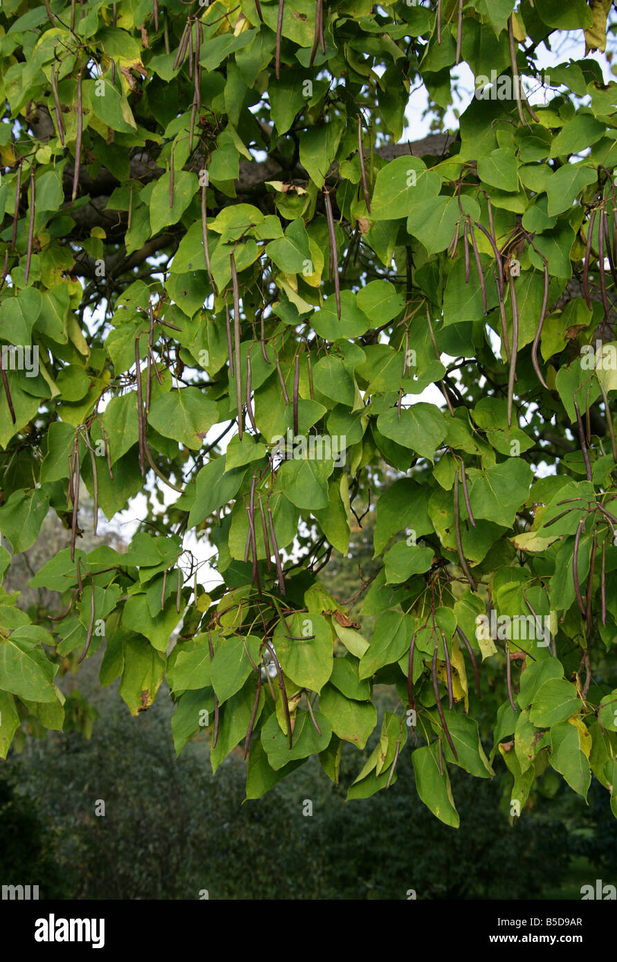 Indian Bean tree, Catalpa bignonioides, Bignoniaceae. Sud Est USA America Foto Stock