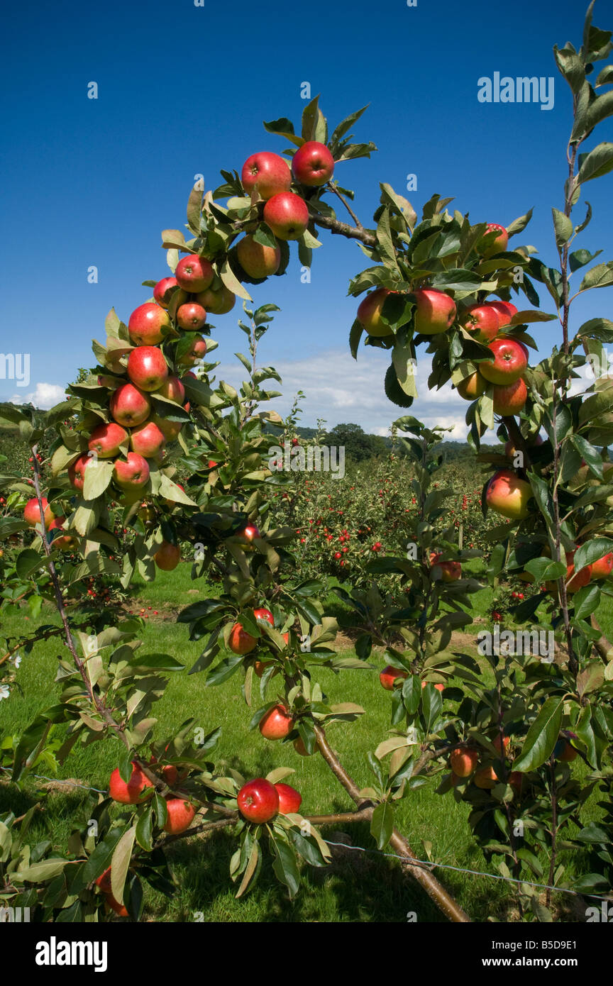 Katy le mele da sidro sidro Thatchers Orchard Sandford Somerset Inghilterra Foto Stock