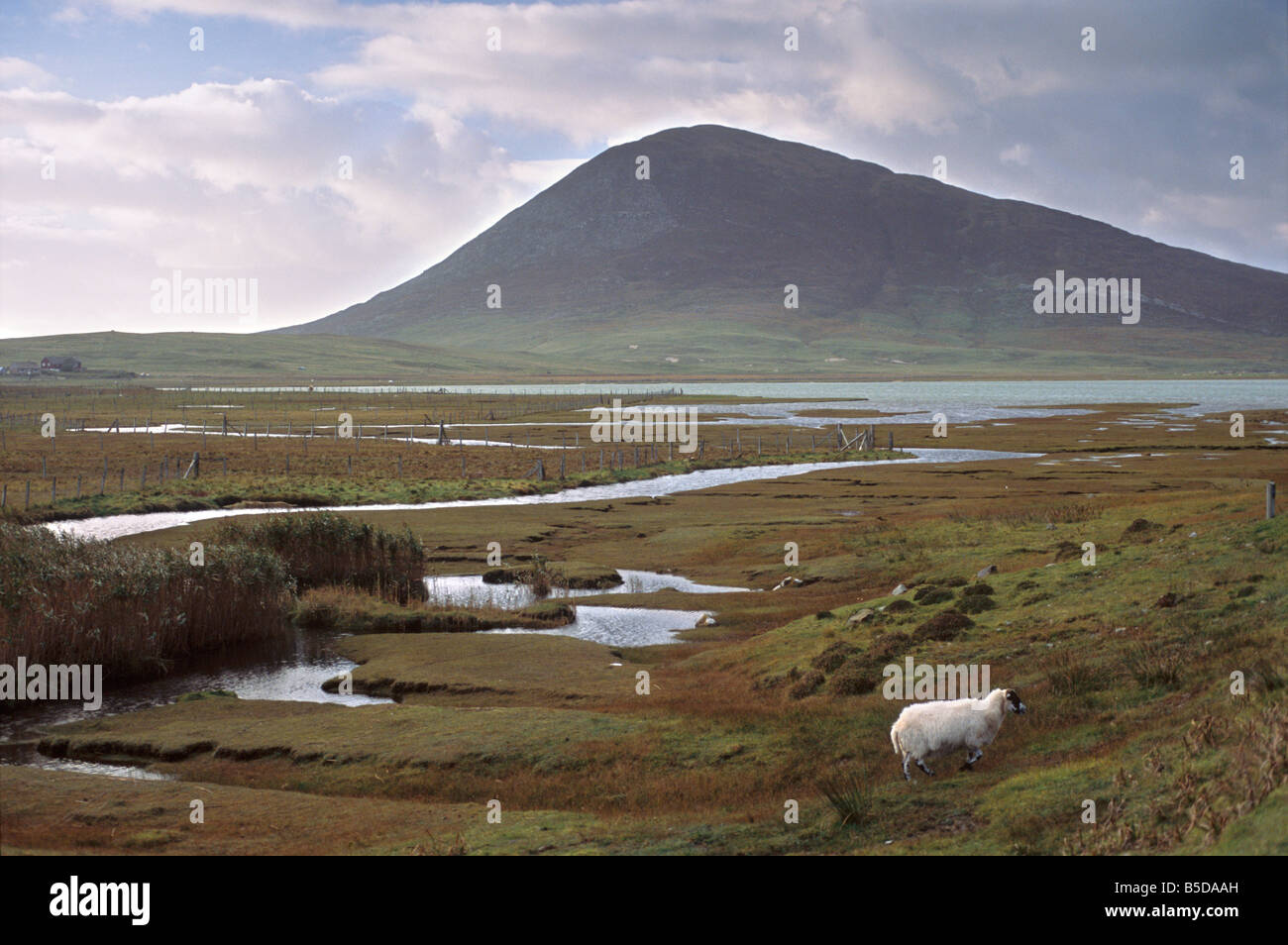 Chaipaval Hill e pecore, vicino Northton (Taobh Tuath), Sud Harris, Ebridi Esterne, Scozia, Europa Foto Stock