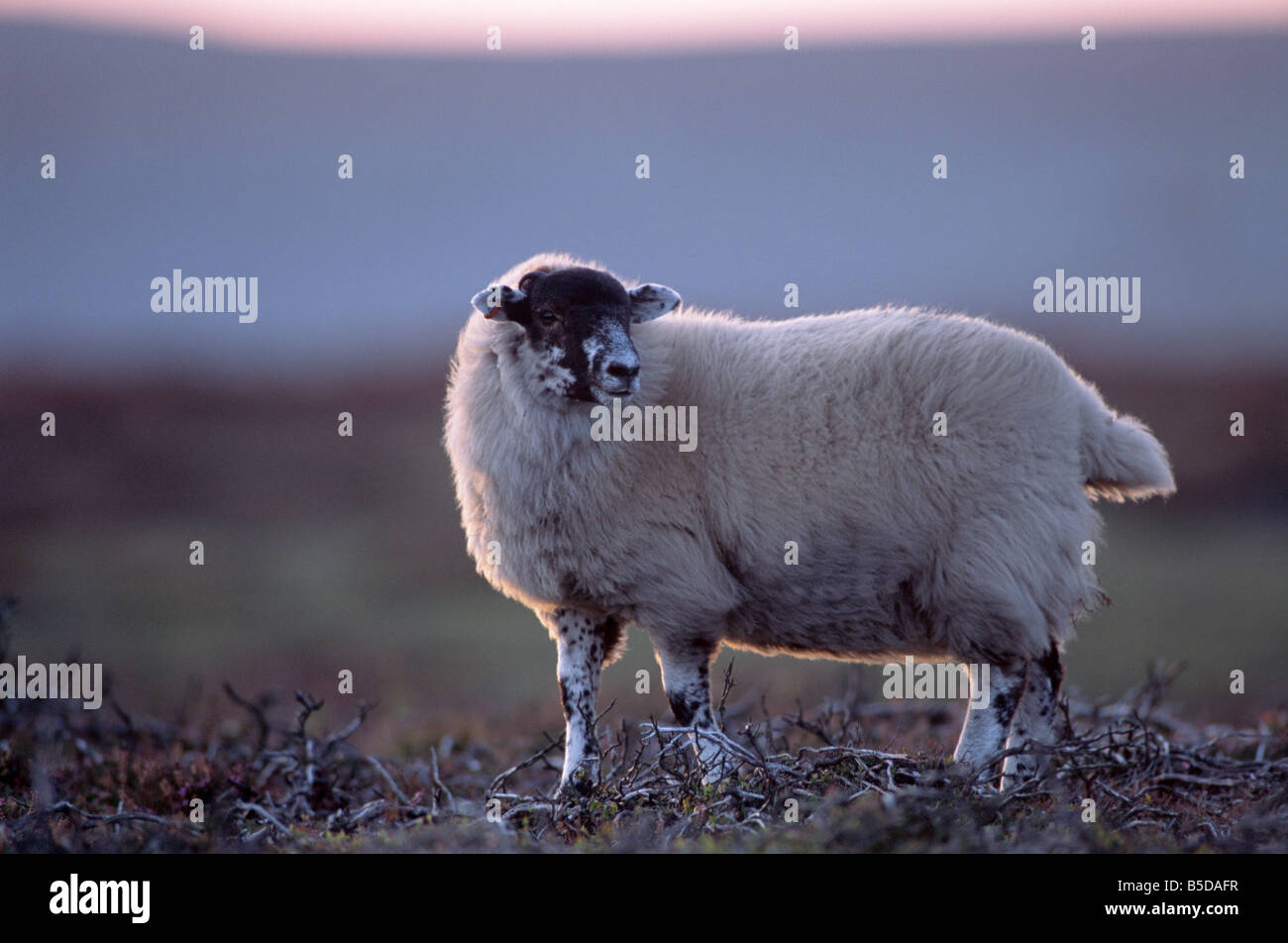 Scottish blackface pecore, Uist, Ebridi Esterne, Scozia, Europa Foto Stock